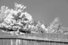 digital infrared with Rm rff glow.jpg