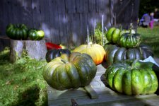 pumpkins1.jpg