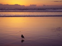 Carlsblad Palomar Beach 5cm F2 Sonnar Contax IIa.jpg