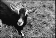 curious goat.jpg