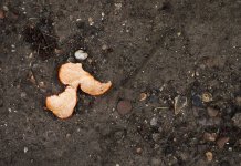 orange angel web.jpg