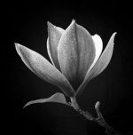 Magnolia_04.jpg
