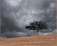 Lone Tree Storm Sky web.jpg