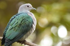 pigeon3M8.jpg