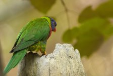 parrotM8.jpg