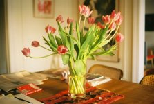 tulips.jpeg
