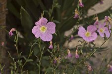Flower1.jpg
