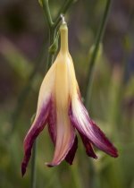 Wilted Lilly.jpg