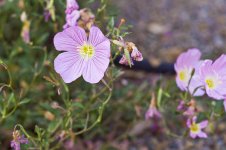 Flower2.jpg