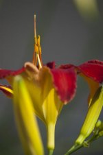 Lilly 1.jpg