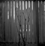 scan_257.jpg