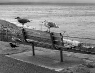 Birds-&-Bench-rff.jpg