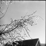 blossom3.jpg