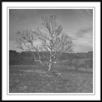 Tree-3.jpg