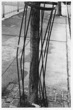 tree enclosed harrison.jpg