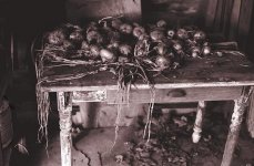 onion-table-2 (Medium).jpg