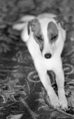 RoxyBokeh.jpg