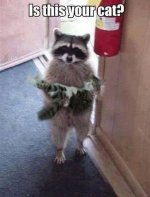 Racoon.jpg