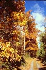 Fall15 drivewayA.jpg