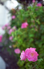contax2.jpg
