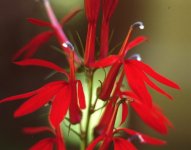 Cardinal Flower.jpg