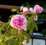 PinkRose_Canon50mmF1.2.jpg