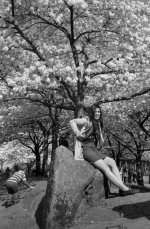 Cherry Blossom s.jpg