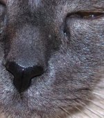 crop.jpg