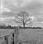 TreewithFence.jpg