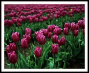 Tulips_Isolette.jpg