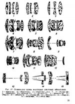Optical sections.JPG