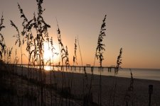 Sea Oats Sunrise Gulf Shores rff.jpg