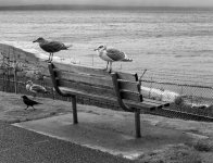 B&W-CCP-Birds-&-Bench-rff.jpg