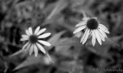 196114700-L-2.jpg