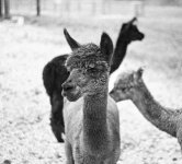 Retina Schneider50mmf2 S.jpg