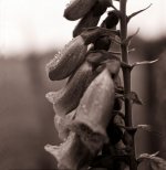 2009-06 purple flower 1 small.jpg