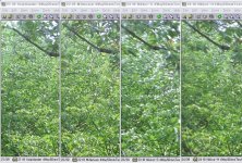 greenery f8.jpg