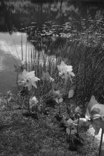 PinWheels2(W).jpg