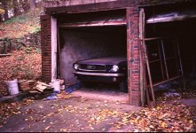 stang3.jpg