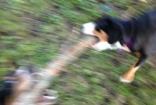 Small Dog2.jpg