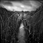 Wheat lighter small.jpg