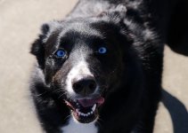 P3120780BluEyes.jpg