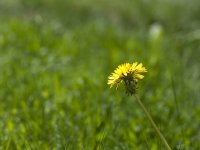 flower.jpg
