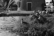 Basking-Nile-geese.jpg