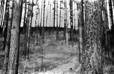 summi-forrest.jpg