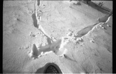 saw me coming and made tracks....jpg