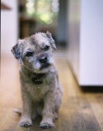 Cooke lens bokeh.JPG