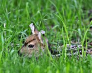 Fawn New Born.jpg