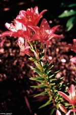 6-06-14 Roll30 Frm026 V-1.jpg