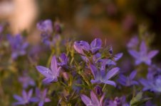 DSC_3070 (Medium).jpg